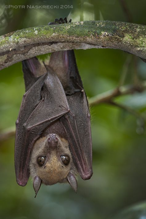 Little collared fruit bat (Myonycteris torquata) from Ghana, a species implicated in harboring the Ebola virus. Bat Images, Bat Photos, Bat Species, Ulquiorra Cifer, Bat Art, Bat Tattoo, Fruit Bat, Baby Bats, Cute Bat