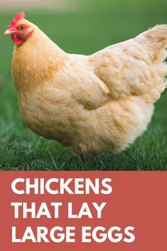 Rural Homestead, Chickens Backyard Breeds, Chicken Breeds For Eggs, Urban Chicken Coop, Best Laying Chickens, Laying Chickens Breeds, Chicken Raising, Best Egg Laying Chickens, Laying Chickens