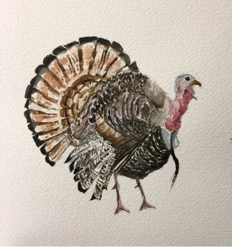 Turkey Drawing Realistic, Turkey Animal Drawing, Watercolor Cornucopia, Watercolor Turkey Paintings, Turkey Watercolor Painting, Painted Turkey, Turkey Watercolor, Watercolor Turkey, Thanksgiving Watercolor