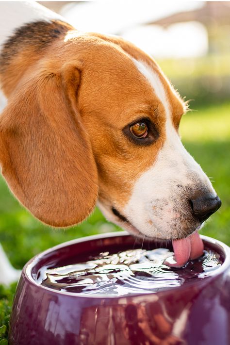 Animals Drinking Water, Dog Drinks, Dog Drinking Water, Officine Gullo, Drinking More Water, Dog Beagle, Dog Water Dispenser, Post Insta, Animal Action