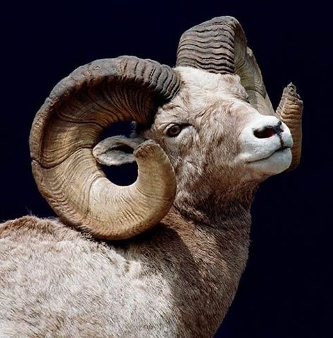 Mountain Goat Photography, Animal Horns Reference, Animal With Horns, Aries Animal, Mouflon Sheep, Sheep Reference, Big Horned Sheep, Sheep Horns, Animal Horns