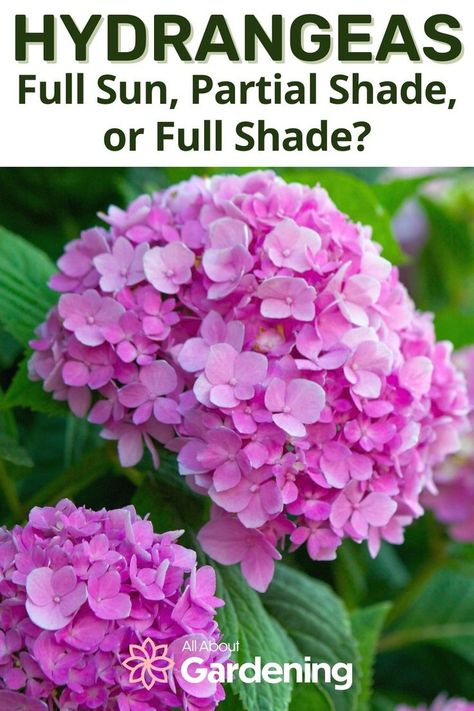 Shade Hydrangea Front Yards, Hydrangea For Shade Garden, Part Sun Part Shade Flower Beds, Partial Shade Shrubs, Hydrangeas For Full Sun, Hydrangea Flower Bed Ideas, Hydrangea For Full Sun, Hydrangea In Florida, Different Types Of Hydrangeas