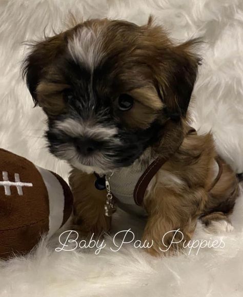 Shorkie Tzu Puppies Shorkie Puppies For Sale, Shorkie Dogs, Yorkie Shih Tzu Mix, Teacup Shih Tzu, Teacup Shih Tzu Puppy For Sale, Shorkie Puppies, Shih Tzu For Sale, Liver Shih Tzu Puppy, Tea Cup Shih Tzu