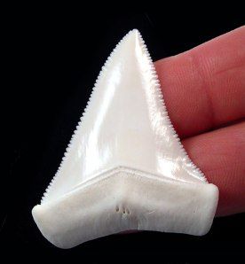 In Florida, locals and tourists both share a fascination with finding a shark’s tooth.  Why are we so enthralled by these creatures?  Is it the fear they strike in our very core?  Is it the b… Shark Tooth Tattoo, Great White Shark Teeth, Tooth Tattoo, Shark Painting, Sharks Teeth, Shark Pictures, Shark Jaws, Mako Shark, Shark Art