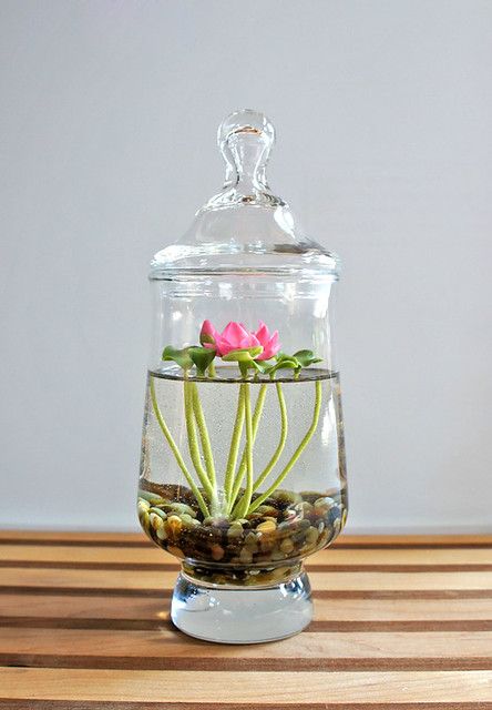 Water Plants Indoor, Water Terrarium, Plants Grown In Water, Brown Tips, Lily Seeds, Indoor Water Garden, Beautiful Terrariums, Inside Plants, Terrarium Diy