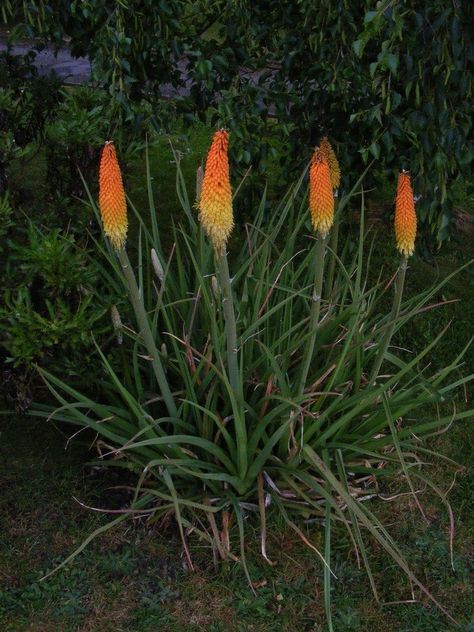 Growing and caring for torch lilies is easy enough for newbie gardeners too. So what is a red hot poker torch lily and how do you grow red hot pokers? Read this article to find out more. Hot Poker Plant, Red Hot Poker Plant, Torch Lily, Red Hot Poker, Lily Care, Lily Garden, Garden Bulbs, Gardening Flowers, Garden Care