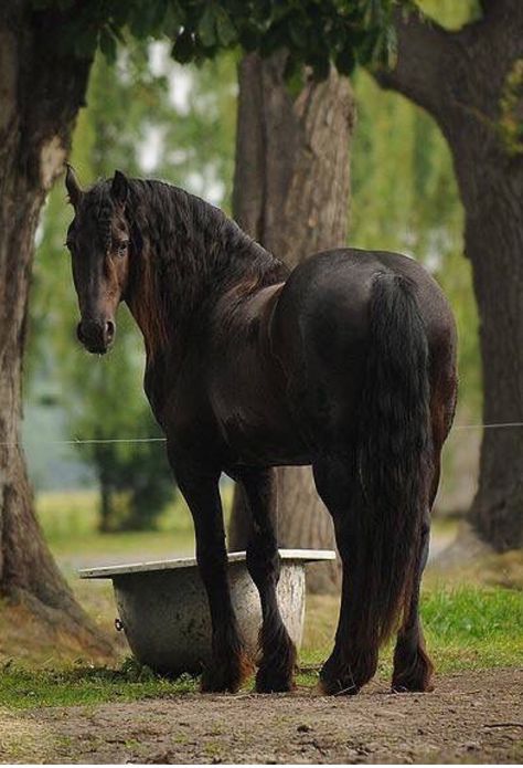 Friesian horse looking back at you. Horse Looking Back, Fresian Horses, Celestial Creatures, Barren Land, Friesian Horses, Majestic Horses, Peaceful Heart, Morgan Horse, Black Horses