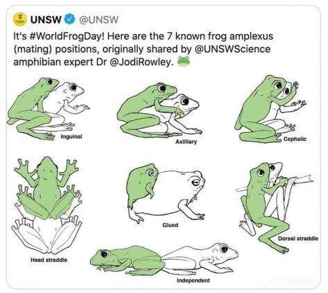 Types Of Frogs, Frog Tattoos, Funny Horror, Frog Art, Cute Couples Kissing, Frog And Toad, Cute Frogs, Weird World, Cute Comics