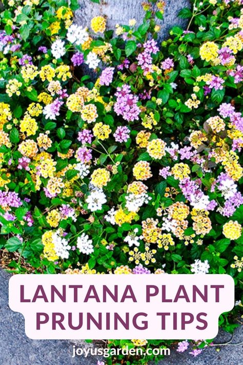 Lantana Landscaping Front Yards, Lantana Landscaping, Lantana Flowers In Pots, Pruning Lantana, Trailing Lantana Landscaping, Types Of Lantana, Lantana Tree, Texas Lantana, Lantana Bush