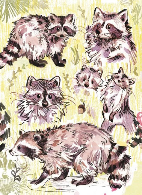 Vintage Raccoon Illustration, Skunk And Raccoon, Cute Forest Animals Drawing, Raccoon Art Illustration, Raccoon Drawing Reference, How To Draw A Raccoon, Forest Animal Drawings, Mail Drawing, Illustration Art Animals