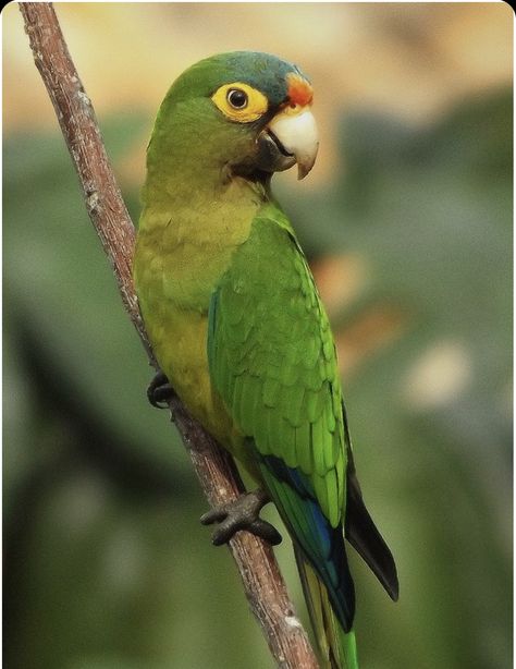 Parrot Rescue, Parrot Wallpaper, Parrot Pet, Pet Paradise, Colorful Parrots, Parakeets, Exotic Birds, Tropical Birds, Beautiful Photos Of Nature