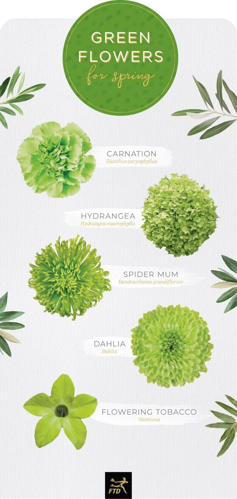 20 Types of Green Flowers - FTD.com Botanical Reference, Pride Flowers, Botanical Names, Types Of Green, Green Carnation, Flower Chart, Zinnia Elegans, Spider Mums, Flower Words