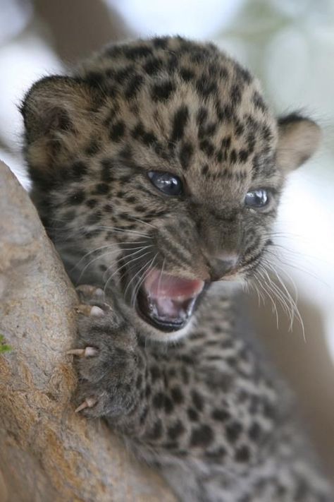 Pet Project, Baby Leopard, Wildlife Animals, Cute Animal Pictures, Cute Creatures, Beautiful Cats, Baby Cats, 귀여운 동물