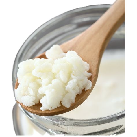 HappyHerbalist real live milk kefir grains. Our grains will grow and multiple producing great tasting healthy kefir daily. Our Gabled Home, Kefir Benefits, Milk Kefir Grains, Fermented Dairy, Kefir Recipes, Fermented Milk, Fermented Pickles, Kefir Grains, Healthy Probiotics