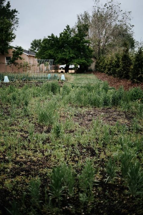 How to Install a Native Wildflower Meadow - GATHER & GROW Backyard Meadow, Bush House, Flagstone Path, Dutch Gardens, Weed Barrier, Meadow Garden, Wildflower Meadow, Big Garden, Sandy Soil