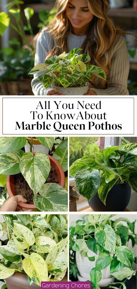 Marble Queen Pothos Care Guide: Devil’s Ivy Plant Growing Information and Tips Snow Queen Pothos Care, Mixed Pothos In One Pot, Marble Pothos Care, Marble Queen Pothos Care, Marble Pothos, Snow Queen Pothos, Pothos Marble Queen, Pathos Plant, Pothos Care