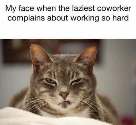 Hilarious Cats Text Posts On Tumblr – 15 Pics Co Worker Memes, Lazy Coworker, Cat Memes Funny, Cat Text, Coworker Humor, Workplace Humor, Cat Humor, Work Quotes Funny, Nursing Memes