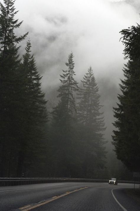 Overcast Aesthetic, Vintage Nature Photography, Dark Naturalism, Dark Forest Aesthetic, Foggy Day, Camping Photography, Foggy Forest, Dark Paradise, Vintage Nature