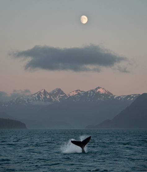 Alaskan Moonrise - Eric Guth Photography Vibey Pictures, Water Aesthetics, Orca Whale, Orca Whales, Back Ground, A Whale, Ocean Wallpaper, Humpback Whale, Marine Animals