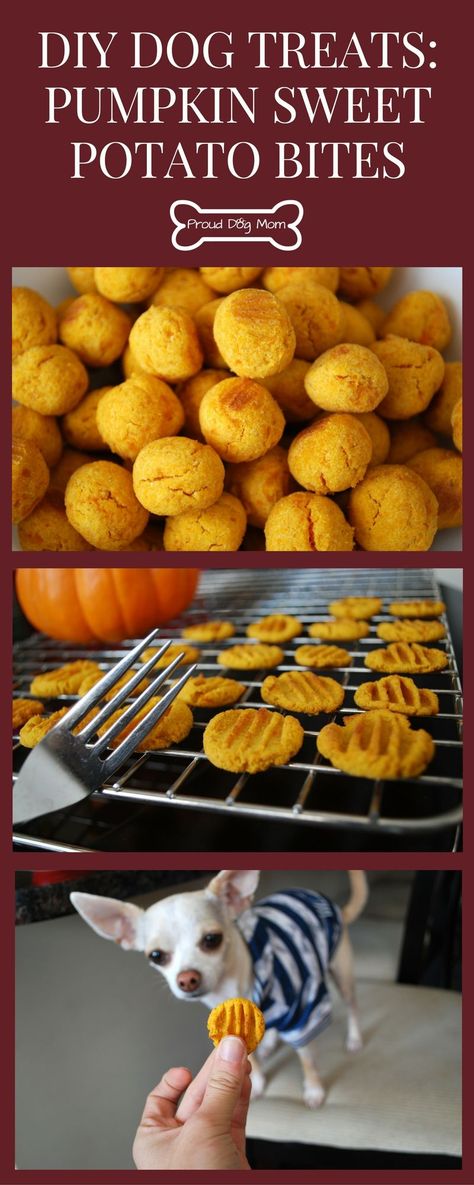 DIY Dog Treats: Pumpkin Sweet Potato Bites Perfect For Thanksgiving | Healthy Dog Treats | Homemade Dog Treats | Dog Treats Pumpkin, Thanksgiving Healthy, Sweet Potato Bites, Pumpkin Sweet Potato, Dog Treats Homemade, Sweet Potato Dog Treats, Sweet Potatoe Bites, Ragdoll Kittens, Healthy Dog Treats Homemade