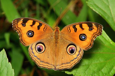 Peacock Pansy (Junonia almana, Nymphalidae) Most Beautiful Butterfly, Yunnan China, Butterfly Images, Butterfly Pictures, Vintage Embroidery, Top Ten, Beautiful Butterflies, Pansies, Moth