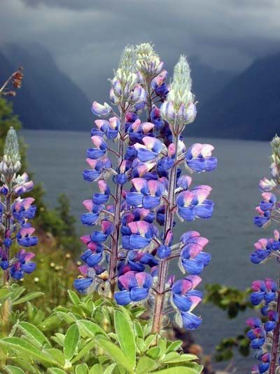 Norvégia: Norway Flowers, Lupines Garden, Sognefjord Norway, Flåm Norway, Norway Sunset, Norway Landscape, French Beaded Flowers, Scandinavian Countries, God Is Amazing