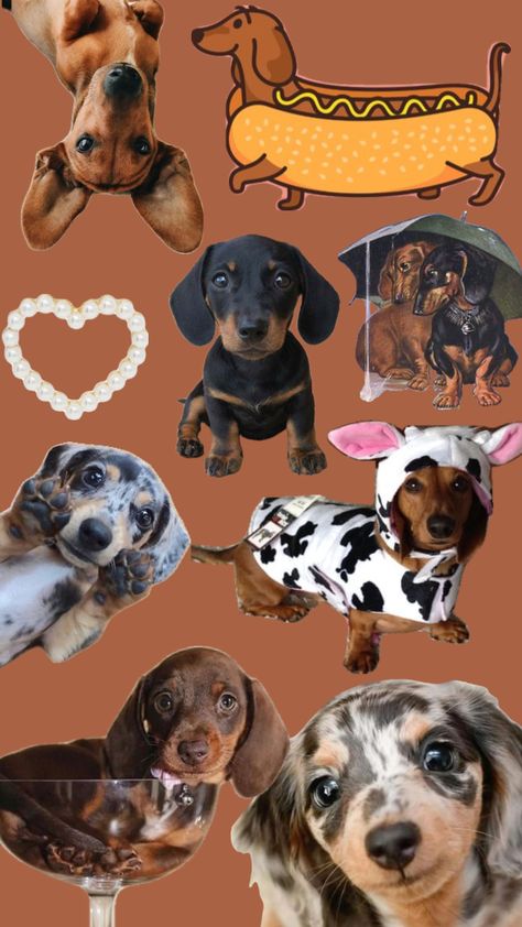 Dachshund Wallpaper, Dog Wallpaper, Weiner Dog, Cute Animal Pictures, Sausage Dog, Animal Pictures, Dachshund, Phone Wallpaper, Cute Animals