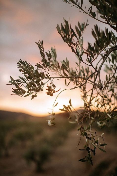 Tuscany Wedding Venue, Wedding In Italy, Tree Wallpaper, Best Wedding Venues, Caravaggio, Tuscany Italy, Olive Tree, Italy Wedding, Nature Aesthetic