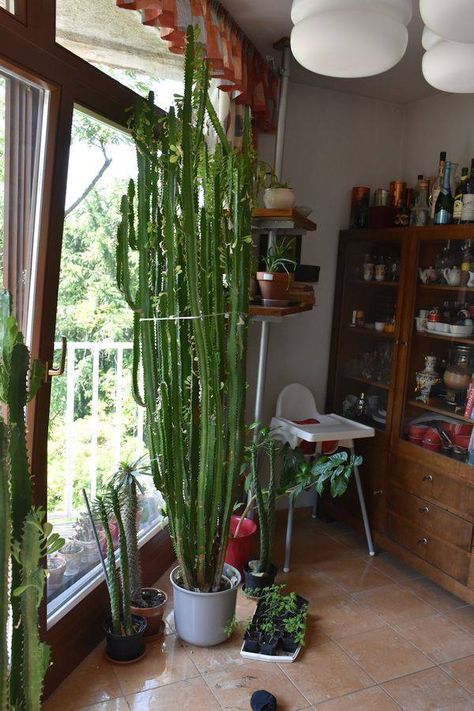 Euphorbia trigona Indoor Cactus Garden, Euphorbia Plant, Euphorbia Trigona, Tree Indoor, Succulent Garden Indoor, Indoor Cactus, Indoor Plant Care, Unique Trees, Desert Plants