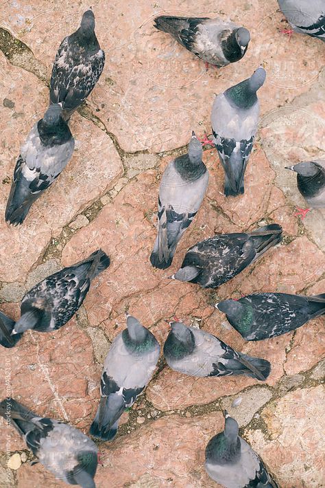 Pegion Bird Aesthetic, Bird Top View, Pigeon Aesthetic, Pigeon Photography, Flock Of Pigeons, Story Books Illustrations, Lord Shiva Hd Wallpaper, Bird Wings, Birds Eye View