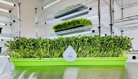 US: “Container farms seemed to be the most predictable” Microgreens Growing, Growing Microgreens, Plants Growing, Diy Raised Garden, Buy Seeds, Raised Garden Beds Diy, Small Backyard Gardens, Growing Seeds, Garden Boxes