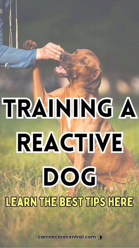 Aggressive Dog Training Tips, How To Train Your Dog To Be Calm, Training Reactive Dogs, How To House Train An Older Dog, How To Train A Reactive Dog, Dog Training Obedience Teaching, Well Trained Dogs, Easy Dog Tricks To Teach, Reactive Dog Training Tips