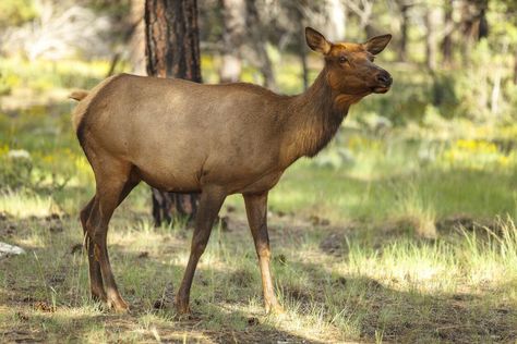 [VIDEO] Elk crashes concert in Colorado, people unfazed | OutThere Colorado Female Elk, Cow Elk, Bull Elk, American Animals, Animal Anatomy, Mule Deer, Estes Park, Holiday Weekend, Saws