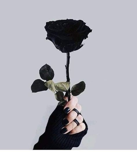 Aesthetic Roses, Trendy Flowers, 背景 シンプル, Emoji Wallpaper, Black And White Aesthetic, Black Aesthetic Wallpaper, Black Flowers, Tumblr Wallpaper, Rose Wallpaper