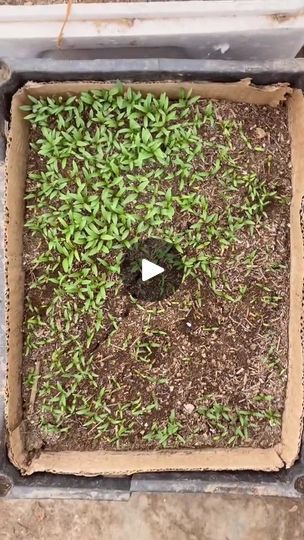 Coriander Plant At Home, Coriander Plant, Growing Coriander, Plants Diy, Gardening Tips, Planting, At Home, Plants