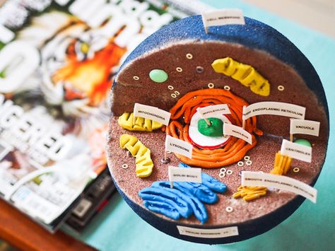 Use this step-by-step guide to build an awesome plant or animal cell model on a budget. 3d Animal Cell Project 7th Grade, 3d Animal Cell Project, 3d Cell Project, Animal Cell Model Project, 3d Plant Cell, Edible Cell Project, 3d Animal Cell, Plant Cell Project, Edible Cell