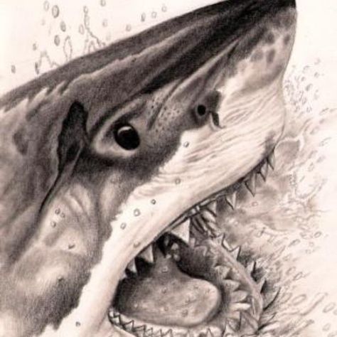 'Jaw' Pencil on paper #veriapriyatno #drawing #drawingpencil #pencil #pencildrawing #fabercastell Great White Shark Drawing, Hai Tattoo, Shark Photos, Shark Pictures, Shark Drawing, Shark Art, Shark Tattoos, Shark Fishing, Desenho Tattoo