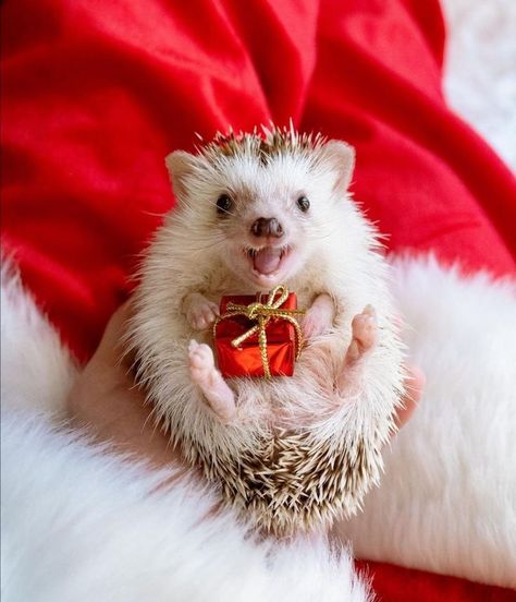 Hedgehog Lovers Widgets Christmas, Fall In Love In October, Hedgehog Photo, Animals At Christmas, Cute Christmas Animals, Xmas Animals, Christmas Kisses, Hedgehog Christmas, Christmas Penguins