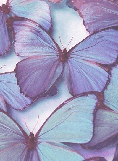 Lavender Aesthetic, Pastel Purple, Purple Butterfly, Butterfly Wallpaper, Purple Wallpaper, Purple Aesthetic, Blue Aesthetic, Beautiful Butterflies, Wall Collage