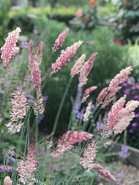 A Small Ornamental Grass for the Garden. Ruby grass is pretty and compact at 2 feet tall. Grasses In Garden, Grasses, Short Ornamental Grasses, Pink Flower Top, Ornamental Grass Landscape, Tall Ornamental Grasses, Pink Grass, Full Sun Flowers, Naturalistic Garden