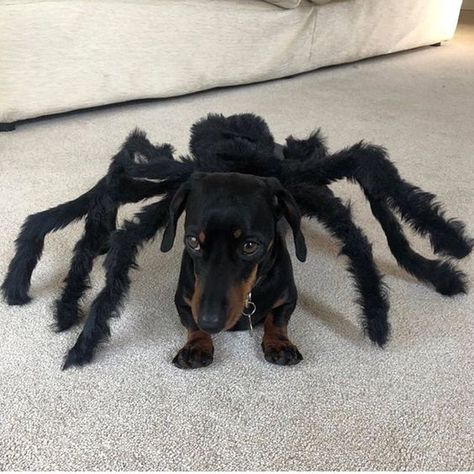 Weiner Dog Costume, Dog Costumes For Halloween, Dachshund Costume, Spider Dog, Cute Dog Costumes, Dog Costumes Funny, Puppy Dachshund, Spider Costume, Pet Spider