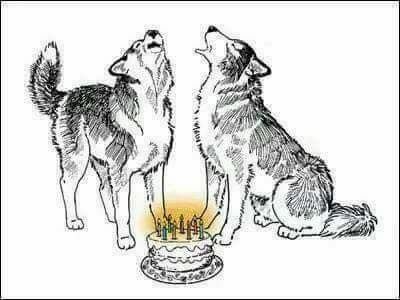 Happy Birthday Wolf, Silly Happy Birthday, Happy Birthday Lisa, Wolf Birthday, Husky Owner, Alpha Wolf, Happy Birthday Daughter, Wolf Drawing, Birthday Letters