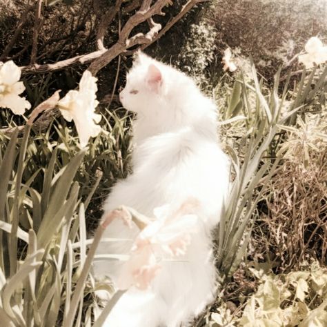 White Cat Green Eyes Aesthetic, White Cat Pfp, White Cat Aesthetic, Cottagecore Cat, Faerie Aesthetic, Animals Aesthetic, Cat Profile, Funny Cat Wallpaper, Cat Pfp