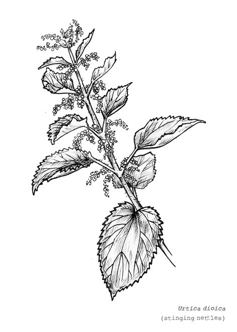 Stinging Nettle Tattoo, Nettle Drawing, Nettle Tattoo, Herbs For Protection, Stinging Nettle, Flowers Tattoo, Bare Skin, Flower Tattoo Designs, Plant Illustration