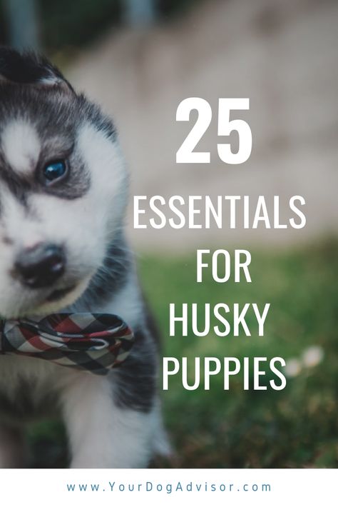 Huskie Puppies, Husky Tips, Mini Siberian Husky, Husky Puppy Training, Siberian Husky Training, Husky Baby, Husky Pups, Husky Facts, Husky Training