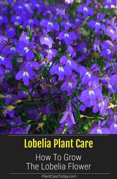 The Lobelia plant a favorite garden addition, bright flowers, spring, summer and fall, use as edging, trailing in hanging baskets, window boxes [CARE DETAILS] Lobelia Hanging Basket, Trailing Lobelia, Clover Garden, Plants For Planters, Lobelia Flowers, Oasis Garden, Lobelia Cardinalis, Tools Tattoo, Shrubs For Landscaping