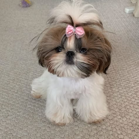 Shitzu Dogs Haircuts, Shih Tzu Hair Styles, Cutest Small Dog Breeds, Yorkie Breeders, Dog Haircut, Havanese Puppies For Sale, Shih Tzu Haircuts, 7 Month Old Baby, Shitzu Dogs