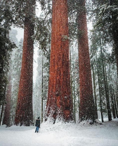 Sequoia Forest, La Bucket List, Sequoia National Park California, Landscaping Images, National Park California, Sequoia National Park, Nature Images, Story Instagram, Natural Environment