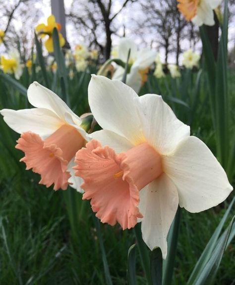 P de Jager and Sons, the Netherlands. Narcissi Flower, Flower Bulb, Pink Halo, Plant Goals, Narcissus Flower, Fall Bulbs, Plants Are Friends, Pink Charm, Flower Bulbs