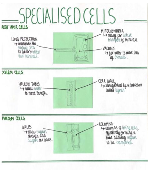 Specialised Cells Notes, Specialised Cells, Gcse Biology, Biology Revision, Science Notes, Cell Wall, Biology, Science